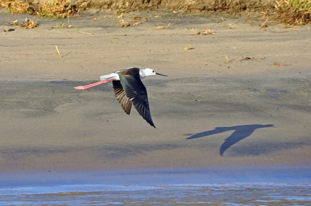 2013 02 09_7069_edited-2.jpg - BLACK-WINGED STILT - THE NILE, ASWAN, EGYPT - SECOND NATURE TOUR
